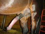 Horsecock pics ♥ Men with horse cock in pussy - Upicsz.com